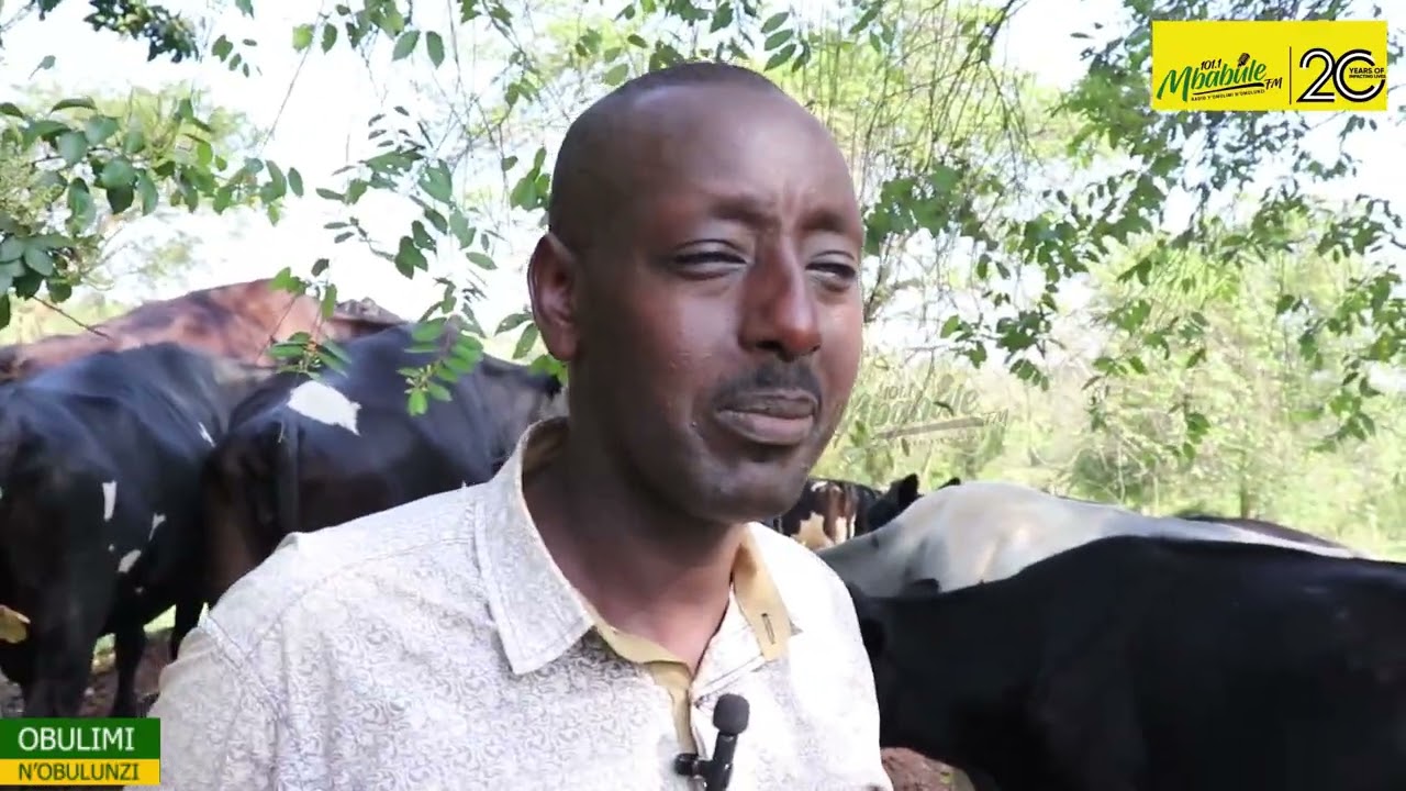 OBULIMI N'OBULUNZI: LEARN MORE ABOUT DAIRY FARMING