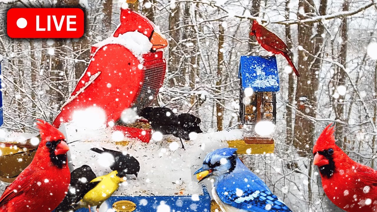 ❄️ WINTER Bird Watching | Snow, Birds & Nature Sounds