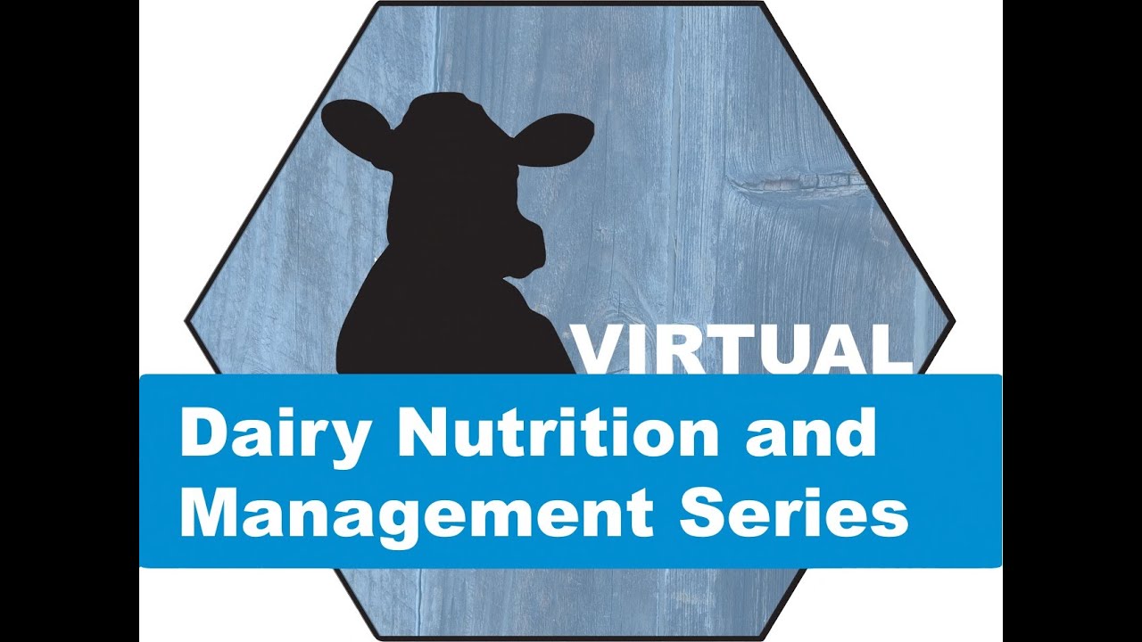 Nehme Marinho - Selecting for Feed Efficiency