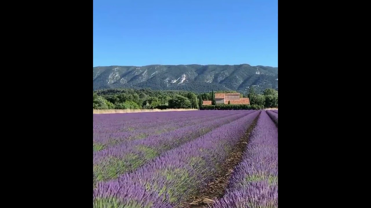 French countryside lavender fields