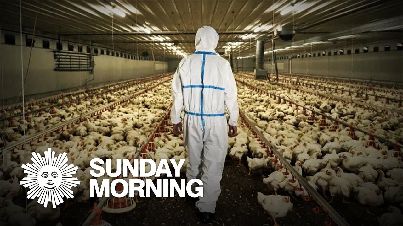 The impact from bird flu spreads