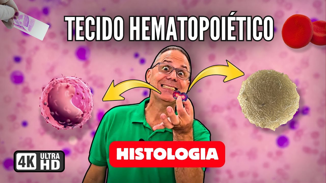 Tecido Hematopoiético: O Que É, Funções, Principais Células e Localização | Histologia Fácil