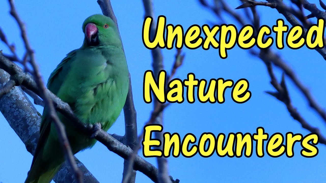 Unexpected Nature Encounters