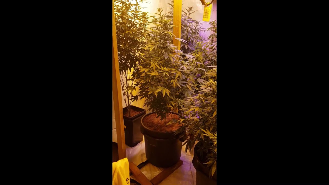 A  Cannabis grow