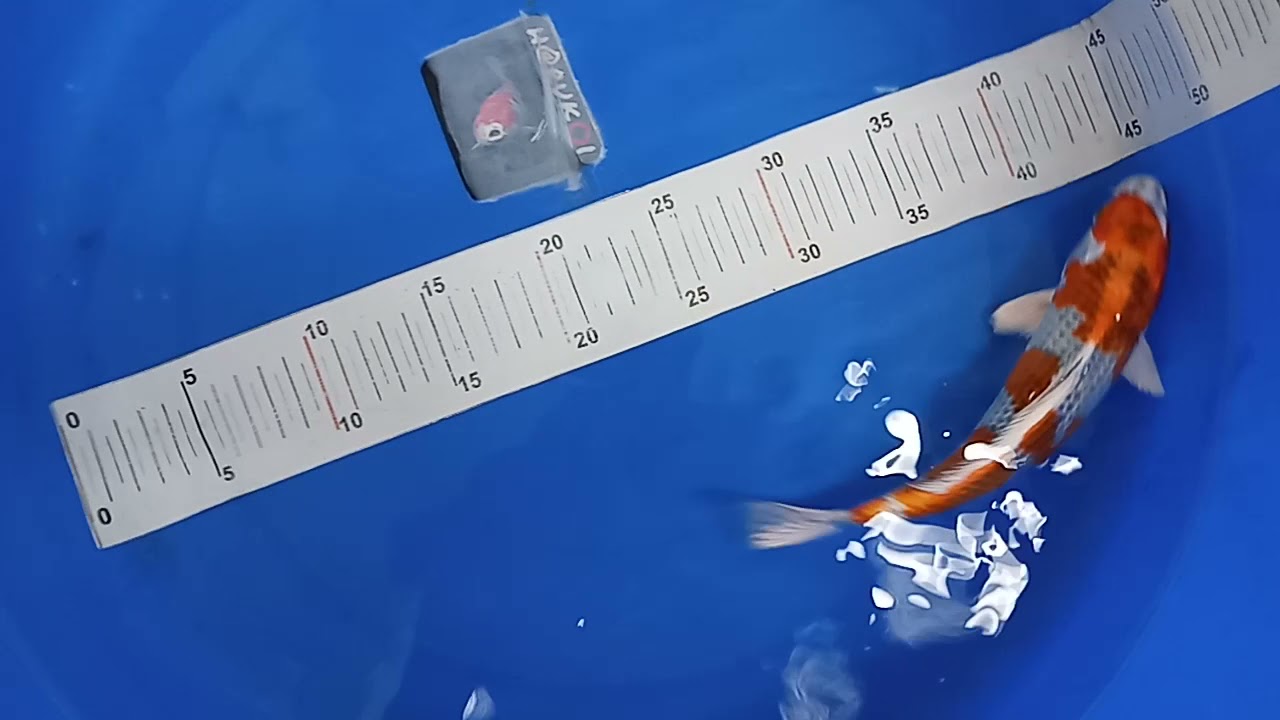 ikan koi blitar jenis kujaku dijual