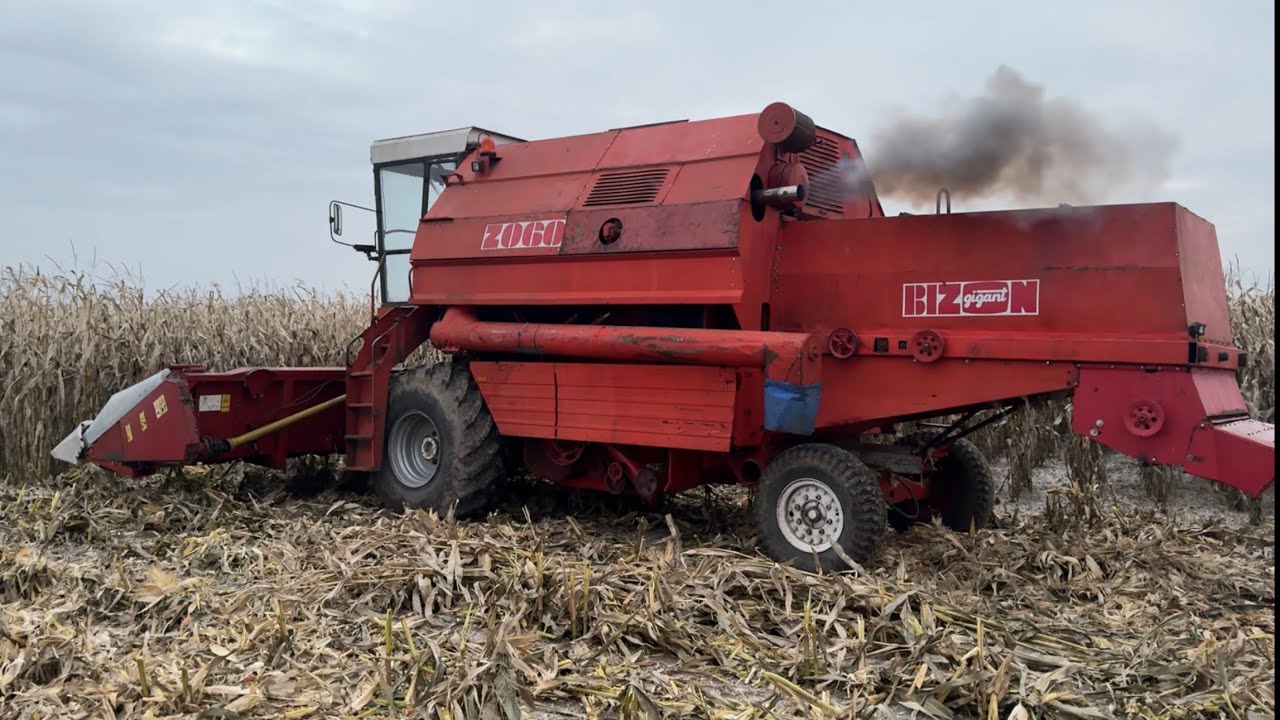 BIZON GIGANT Z060 V8 TO JEST TO🔥🔥🔥PIERWSZE TESTY POLOWE! KUKURYDZA 2025. Rolnik Łukasz 