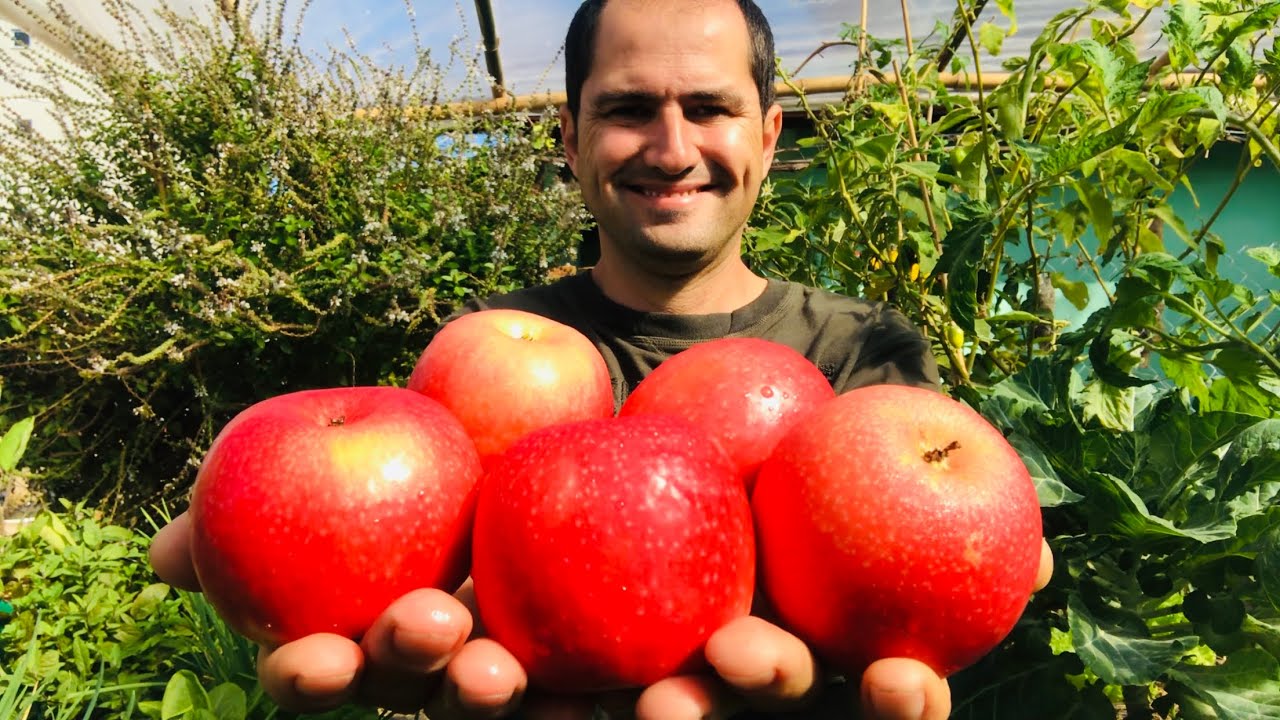 COMO GERMINAR SEMENTES DE MAÇÃ PASSO A PASSO