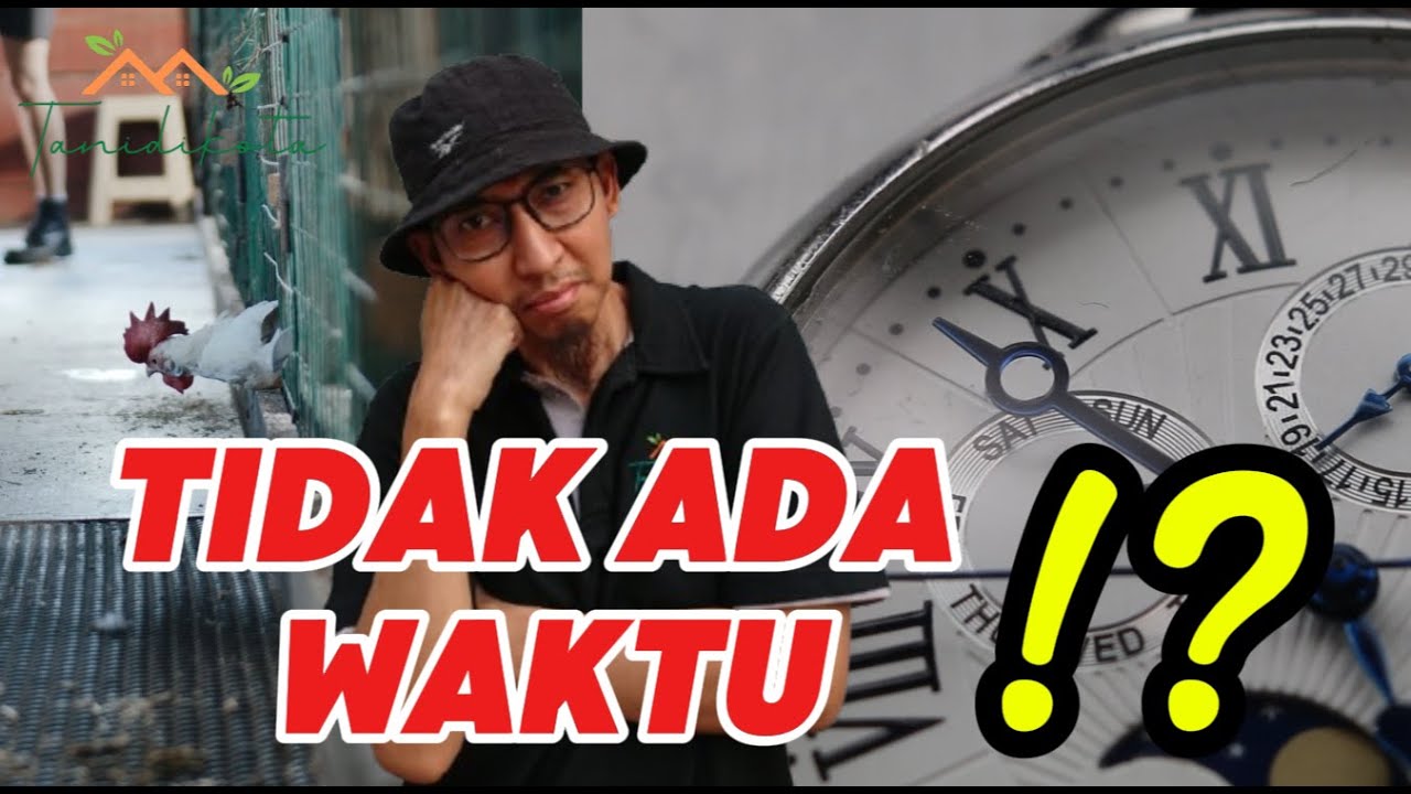 BERAPA LAMA WAKTU YANG DIPERLUKAN UNTUK BETERNAK AYAM WHITE LEGHORN SETIAP HARI