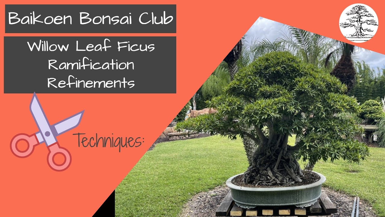Утончение веток фикуса Willow Leaf - Ben Agresta - Техника бонсай - Baikoen Bonsai Club