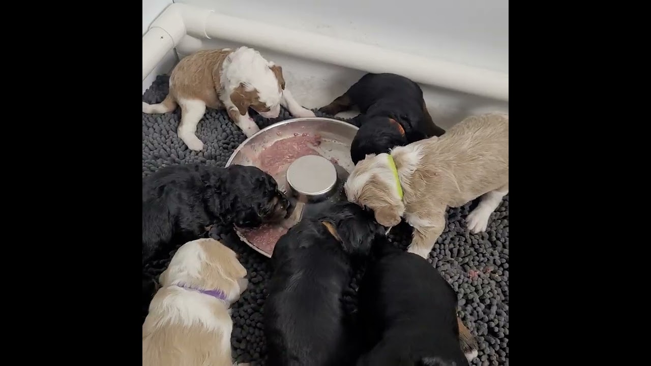 2.5 week old Celestial Skies mini bernedoodles try real food!!