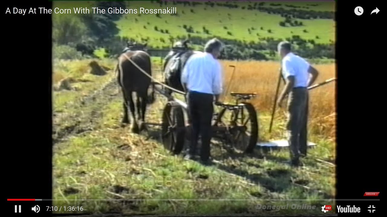 A Day At The Corn With The Gibbons Rossnakill