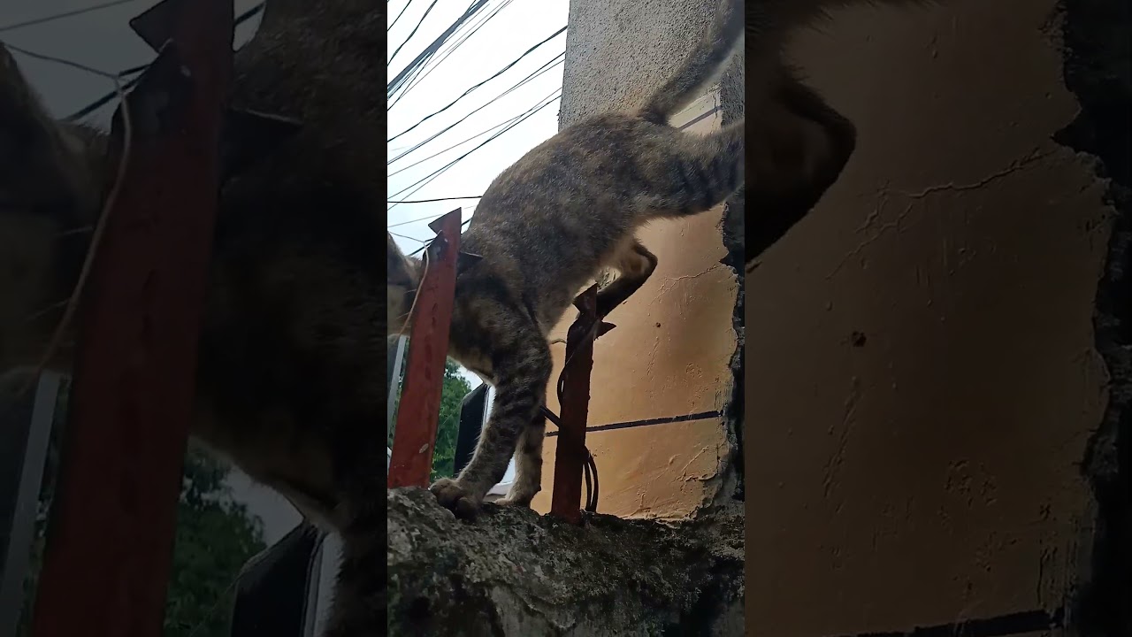 #кот #милый #котенок #обновление #животные #природа #короткометражки #видео #вирусное