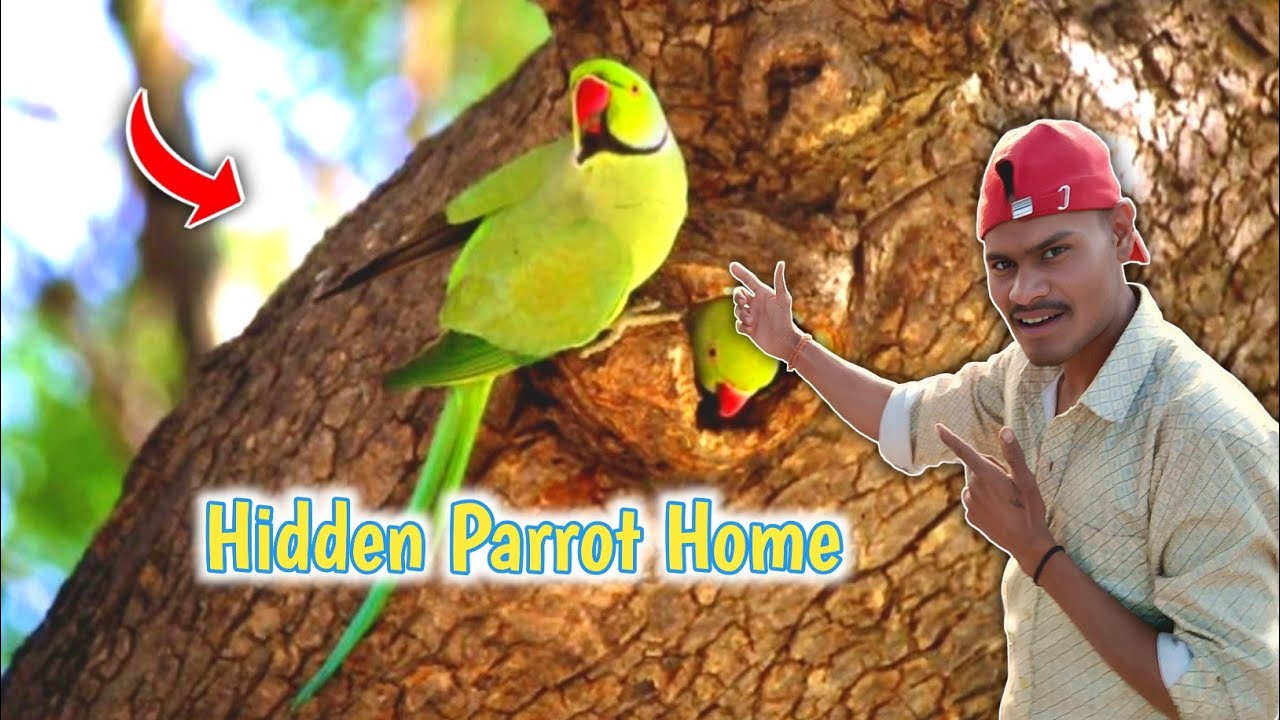 खेतों में तोते का घर! 😍 | Pure Village Nature