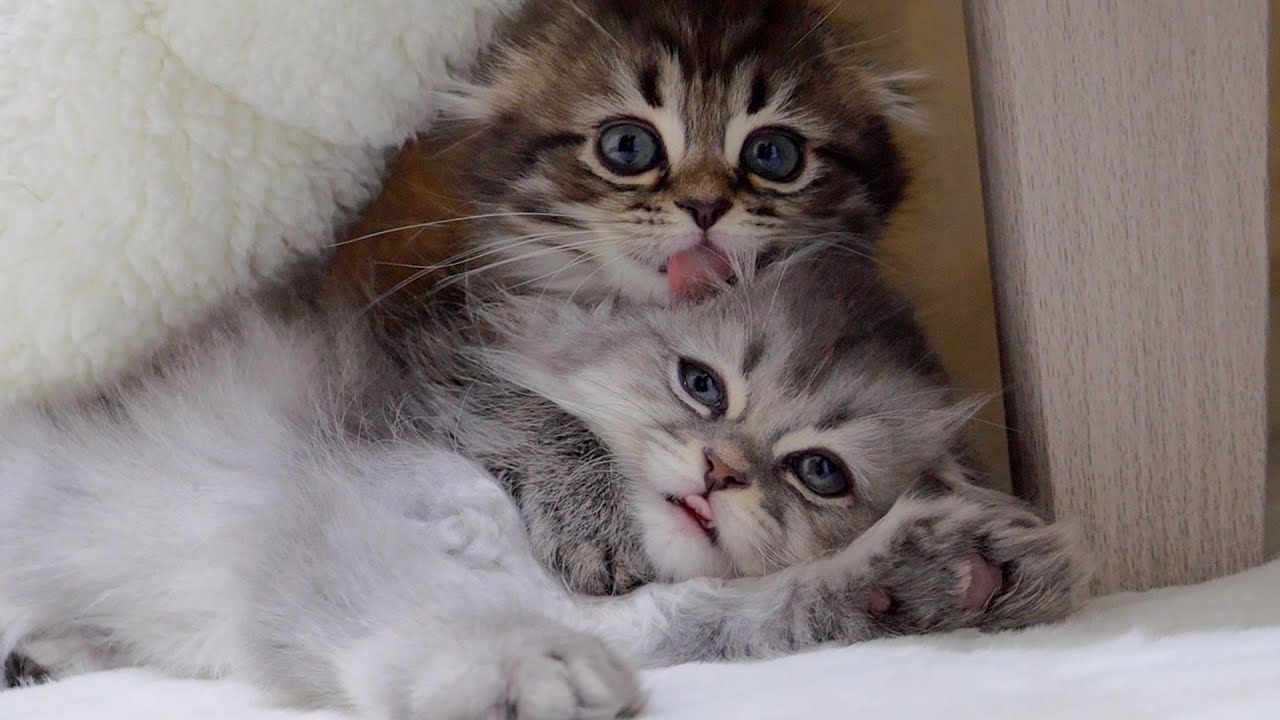 When I looked at the kitten sleeping with its butt out, it was a traffic jam with fluffy hair.