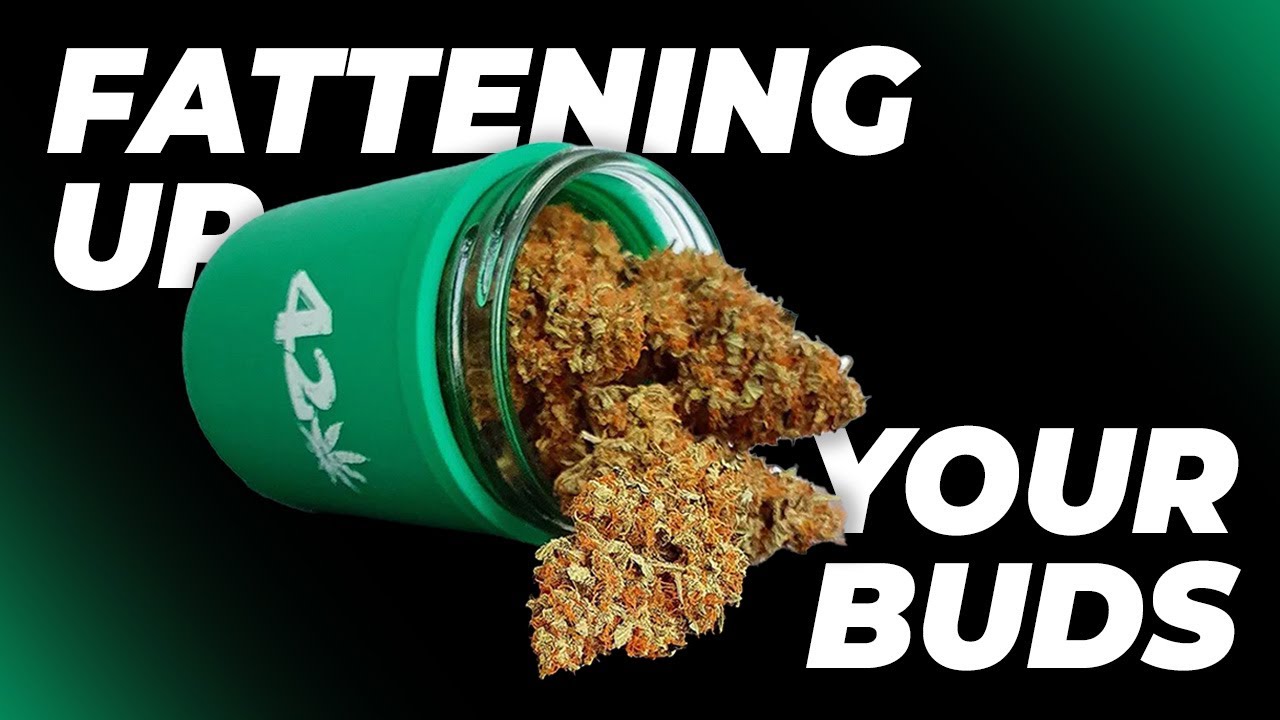 Fattening Up Your Buds For Your Best Harvest Yet