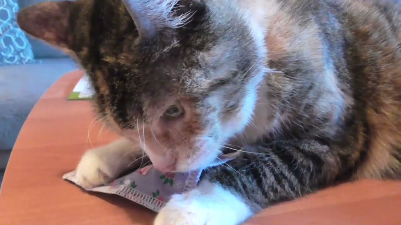 Susi hat ein Minze Kissen
