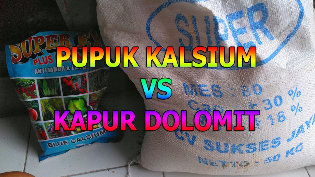 BEDA PUPUK KALSIUM VS KAPUR DOLOMIT (Kandungan, Kebutuhan Tanaman, & harga) | Pilih Mana?!