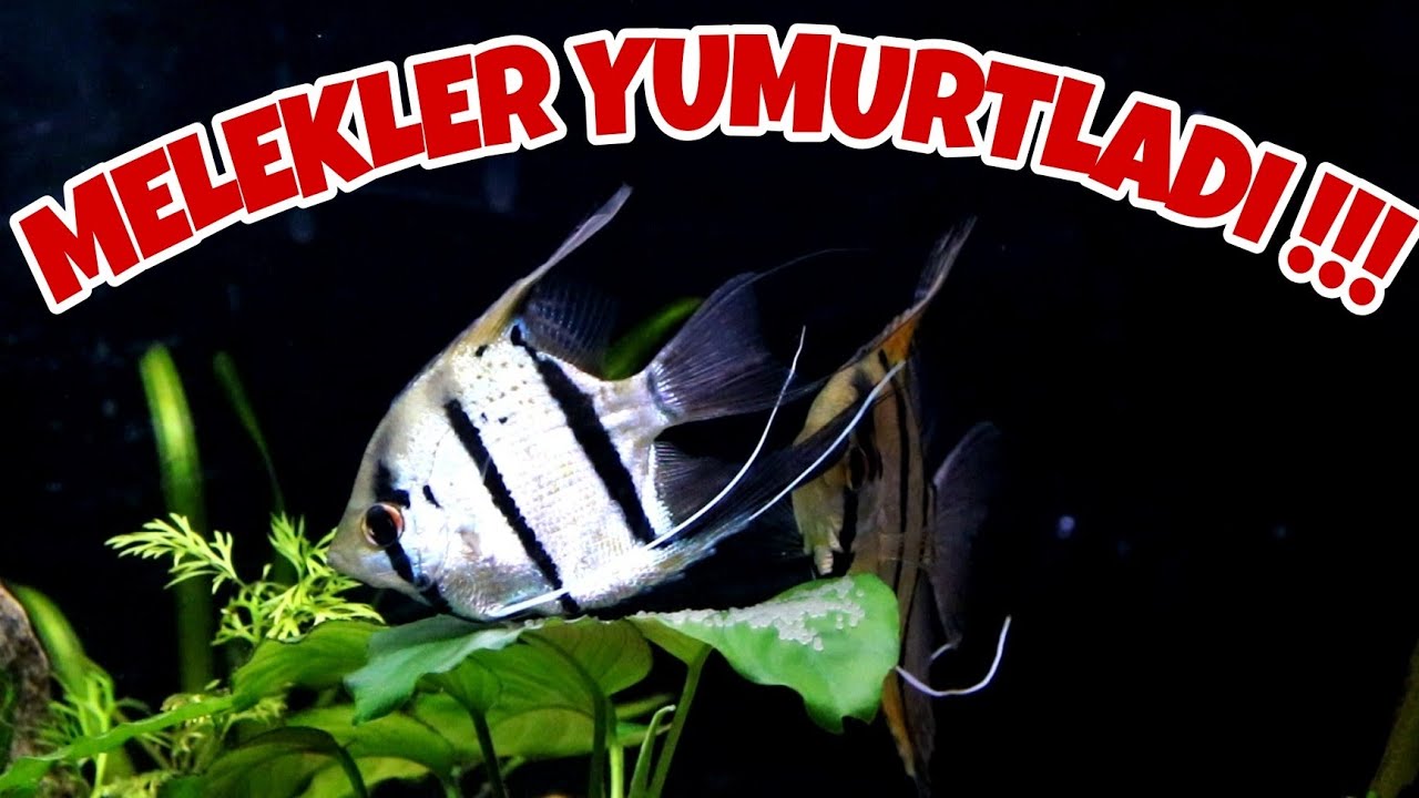 Vahşi Form Meleklerin Yumurtlama Anı, Muhabbet ve Projeler