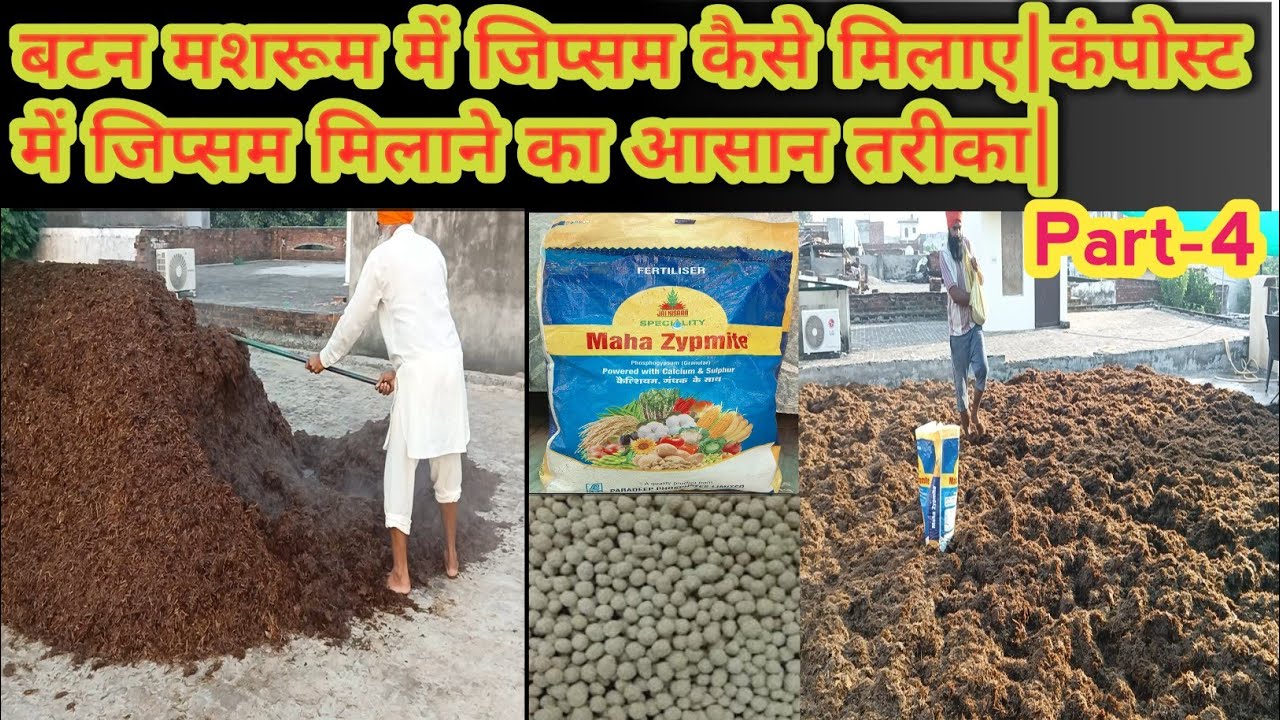 Button mushroom ki compost me gypsum kaise milaye| Button mushroom compost banane ka aasan tarika.
