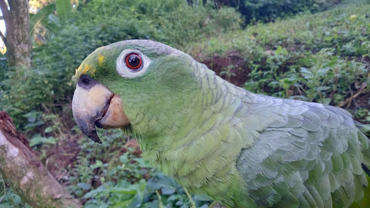 o maior papagaio do Brasil? qual o maior papagaio do mundo?