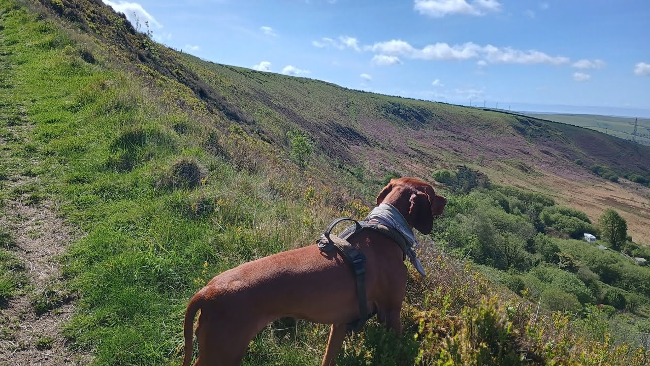 Edge of the Rhondda Valleys Trek with Peggy 🐕🐾