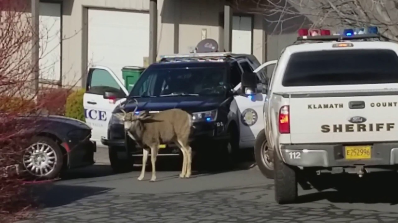 Aggressive deer attacks cars in Klamath Falls