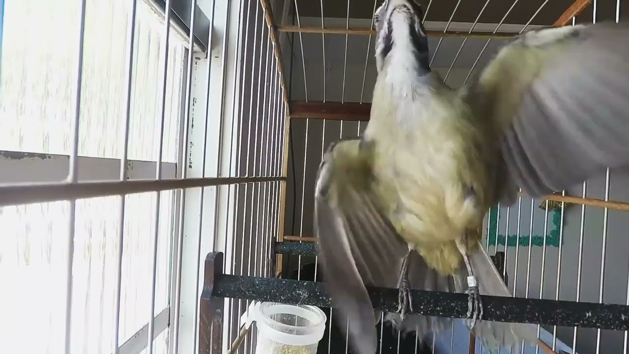incrível TRINCA FERRO MACHEANDO, ESQUENTA MUITO.