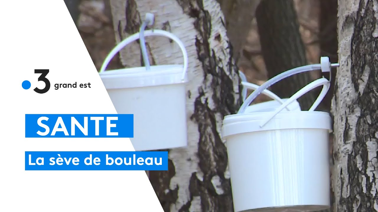 La récolte de sève de bouleau en Alsace