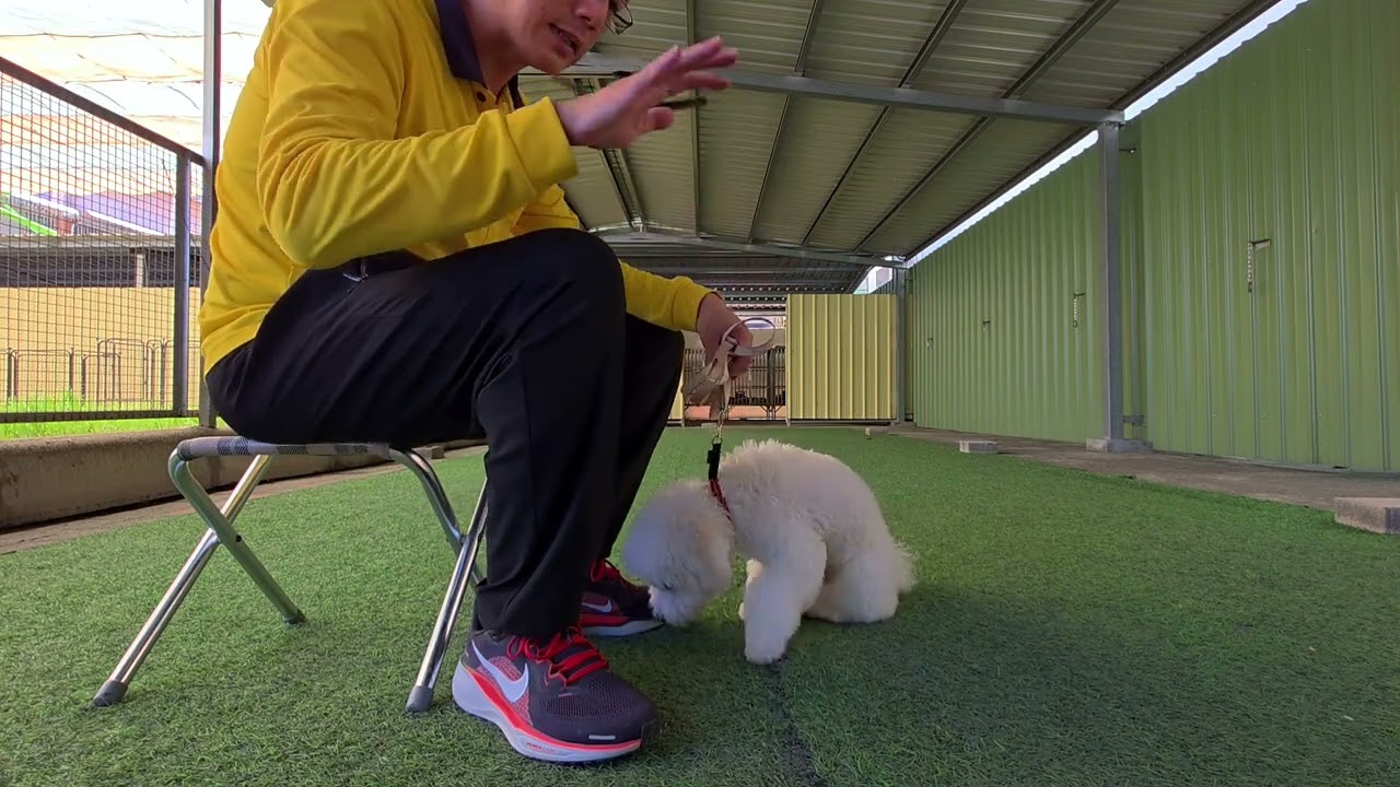 狗狗咬手咬腳 怎麼做比較好？