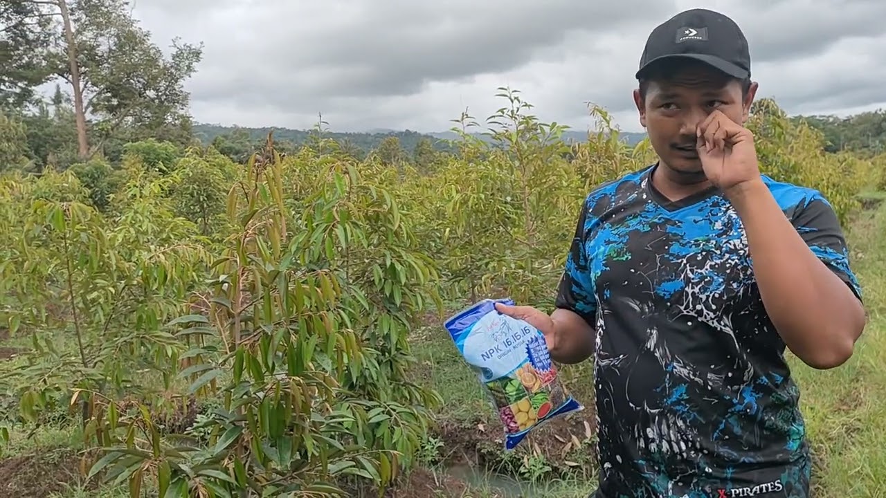 PEMBERIAN PUPUK PADA FASE AWAL TANAM BIBIT DURIAN. #durian#pohondurian #edukasi #vidio
