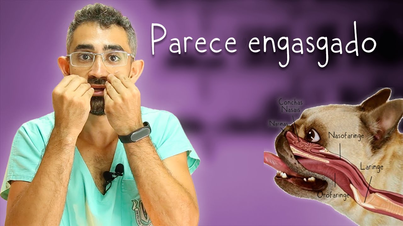 Espirro reverso em cães e gatos | Dica Veterinária #103