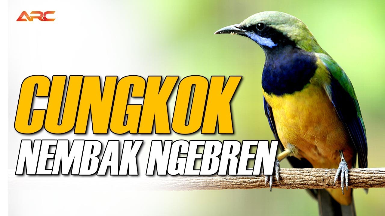 CUNGKO GACOR MATERI GAMPANG MASUK DAN DITIRU