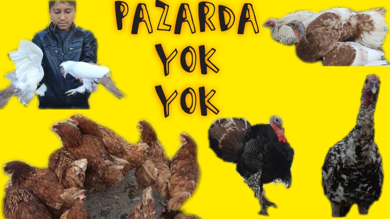 KİLİS TAVUK VE GÜVERCİN PAZARI