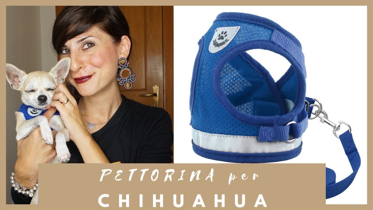 Nuova Pettorina e Guinzaglio per Buddy 🐕perché ho cambiato!