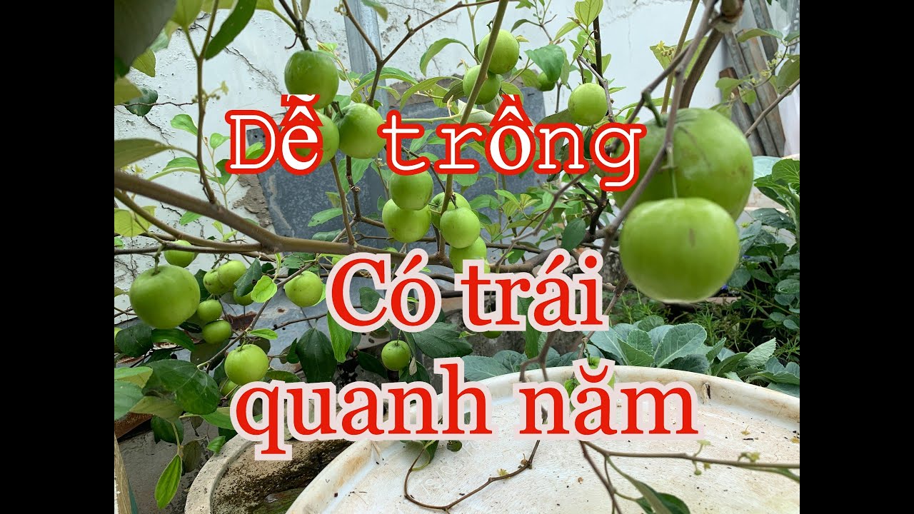 Để táo Thái đậu trái quanh năm khi trồng trong chậu | THÍCH TRỒNG CÂY TV
