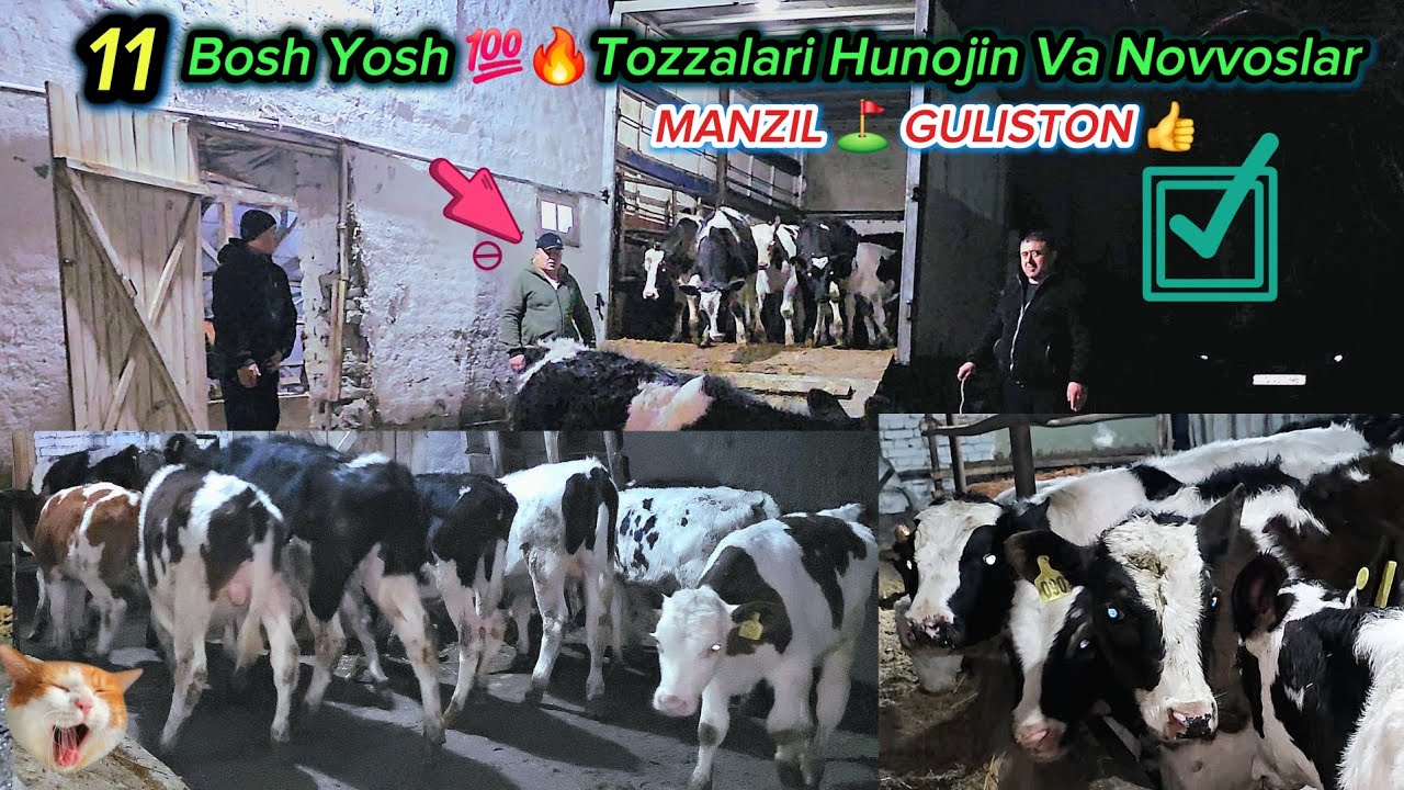 ☎️94.951.93.00⏩️YOSH BOʻLSAHAM 💯ZOT 💯 BOʻLSIN DEGANLARGA ⛳️GULISTONGA KELDI  #mol #dangalsavdo #cow 