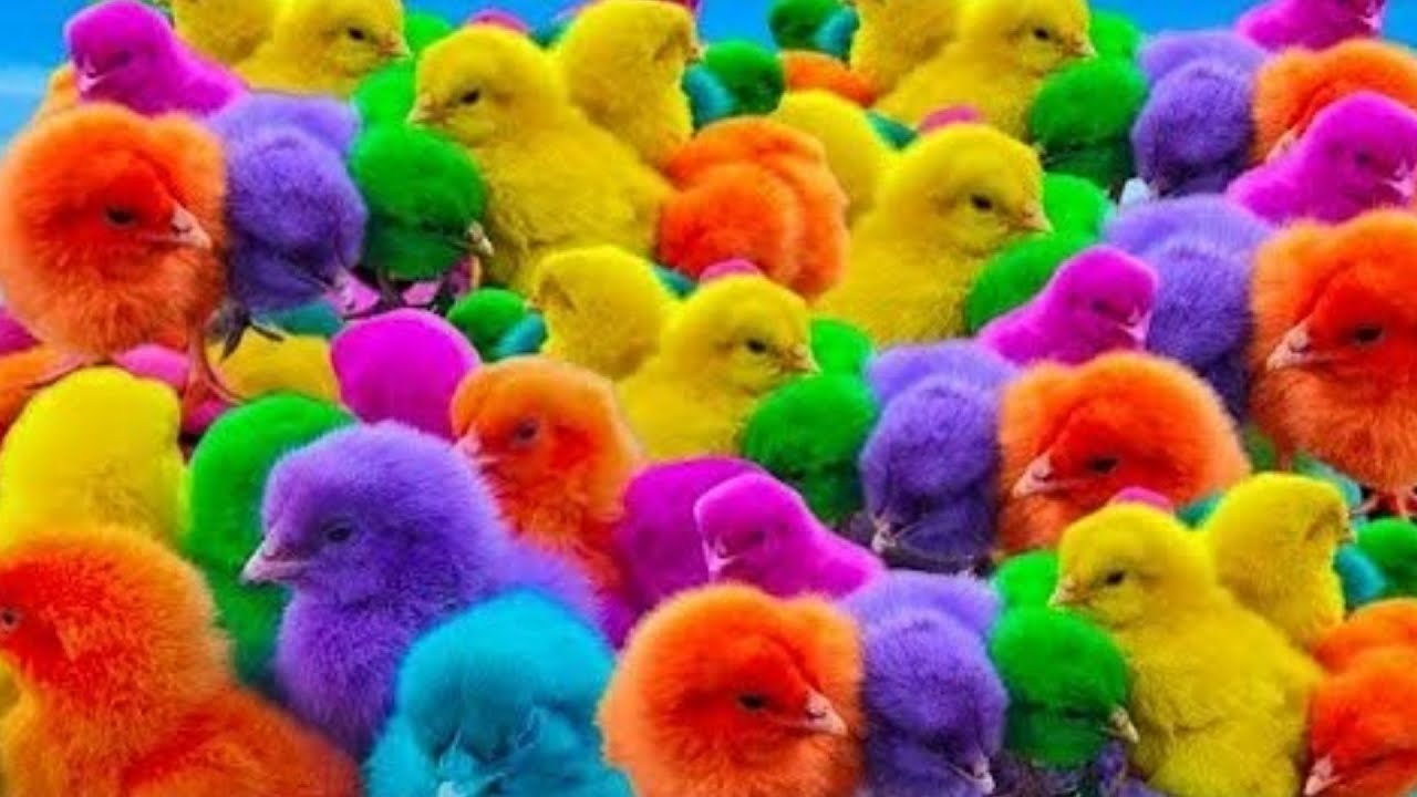 Viral Farm Animals Everyone Loves