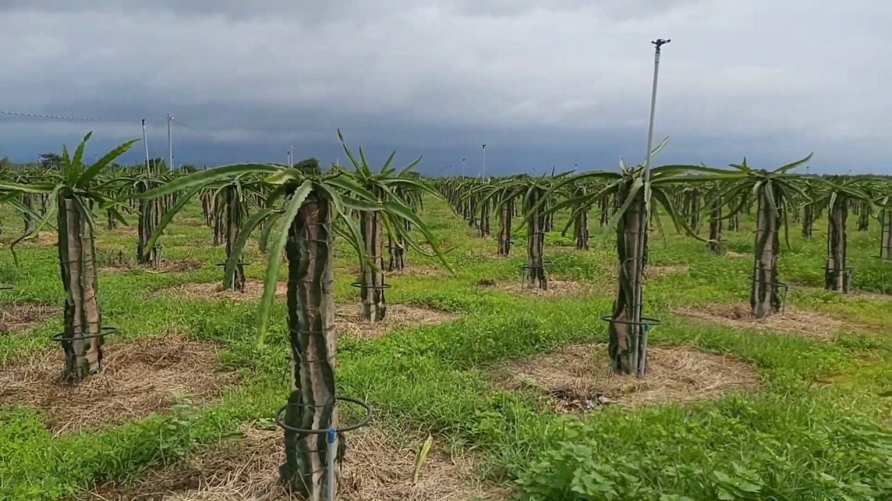 (Dragon fruit part 10) Visit dragon garden 2000 dragon fruit tree pillars - 7 months old