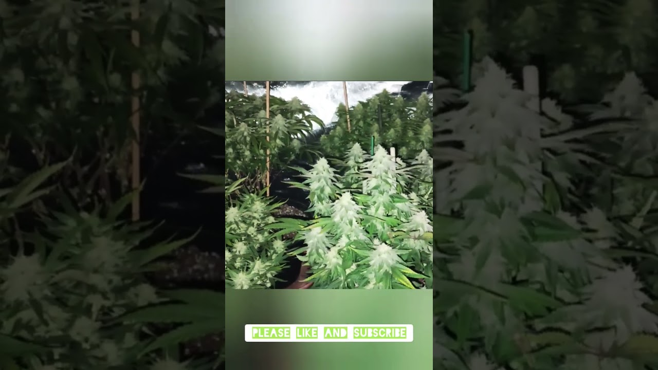 5x5 4 Strain Organic Indoor Grow Update 