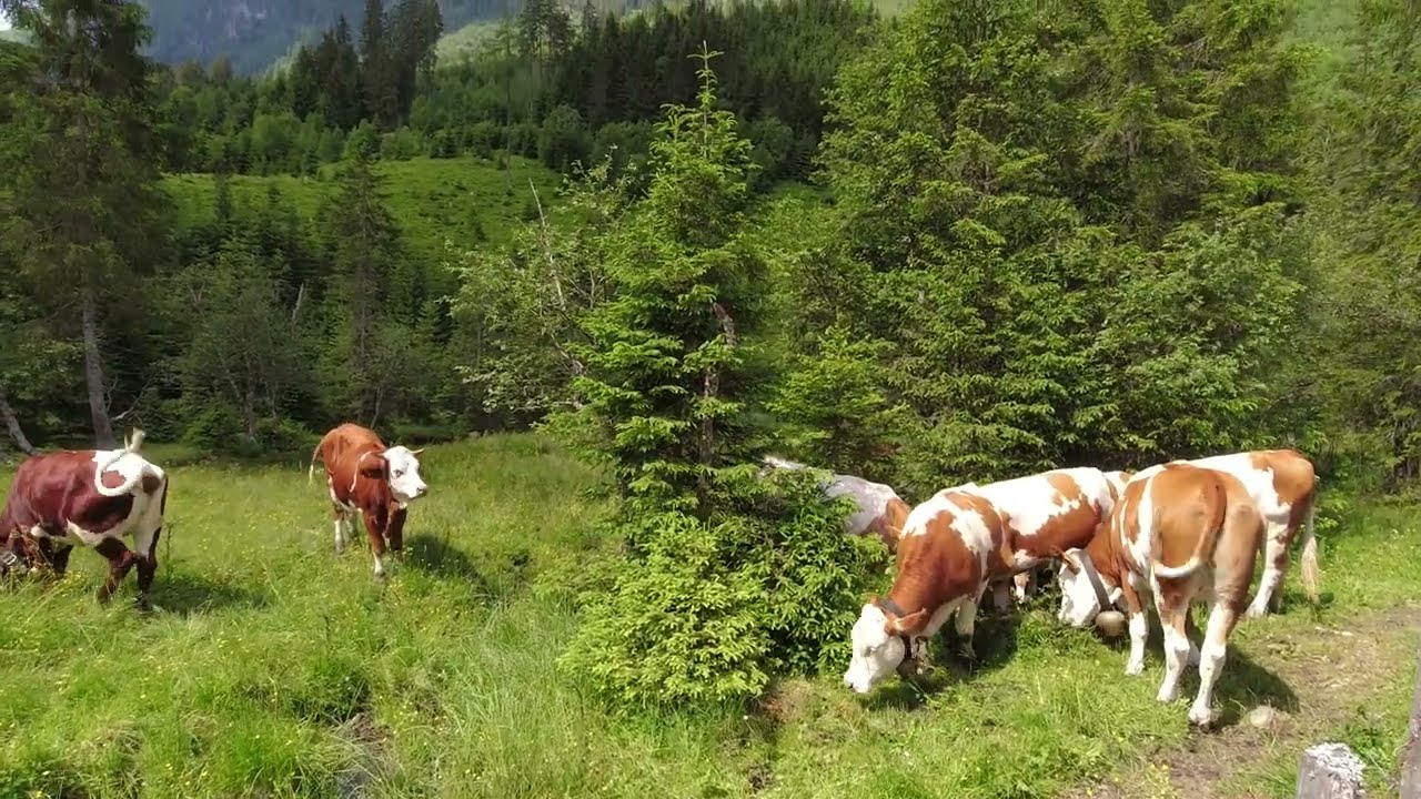 Steirischer Bodensee Austria 4k