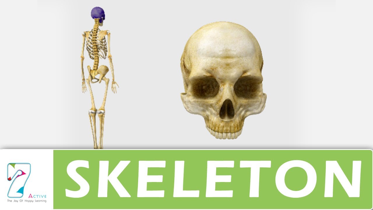 SKELETAL SYSTEM