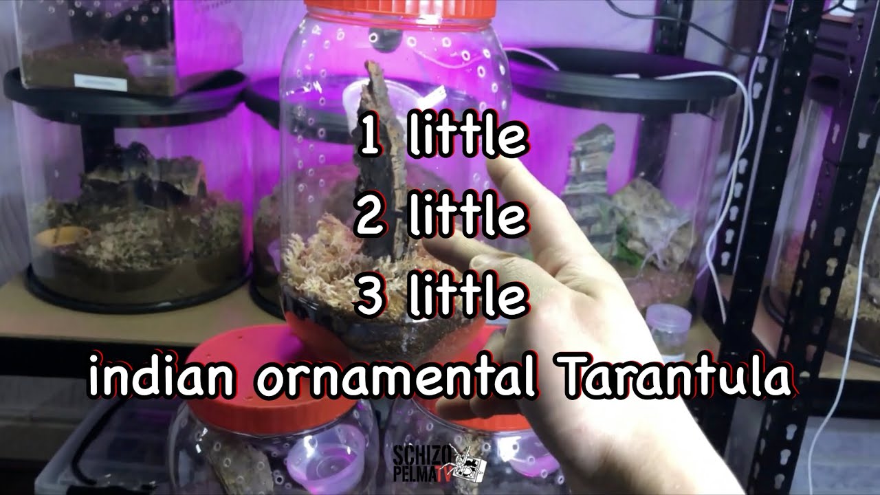 tres Indian ornamental tarantula rehousing