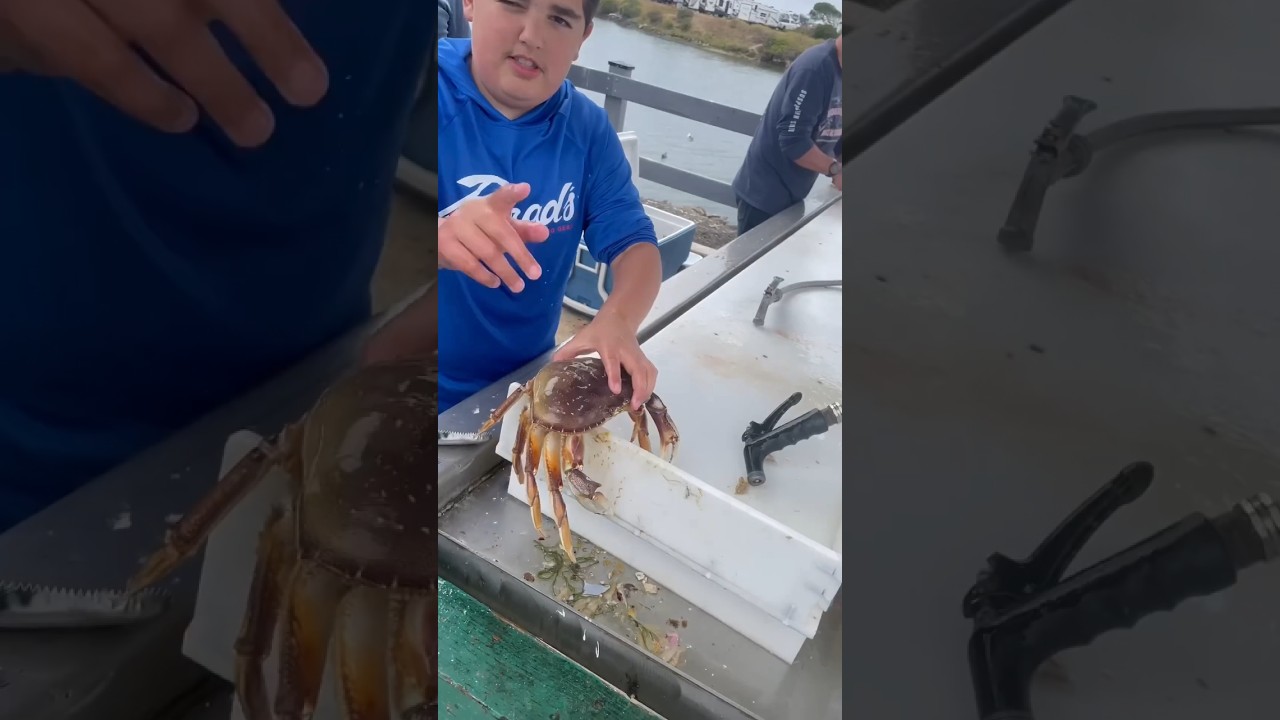 Big Fish Catch Using Crabs 🦀 #shortsfeed #shorts