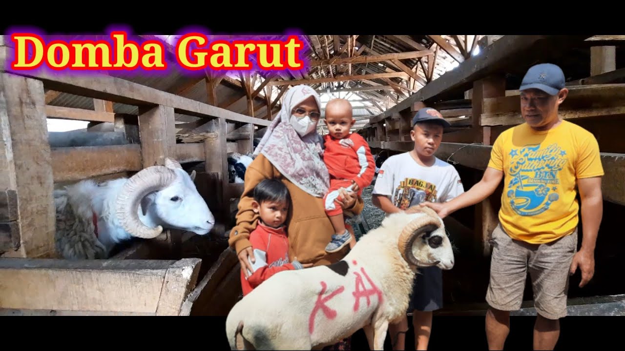 Beli domba garut buat qurban 2023