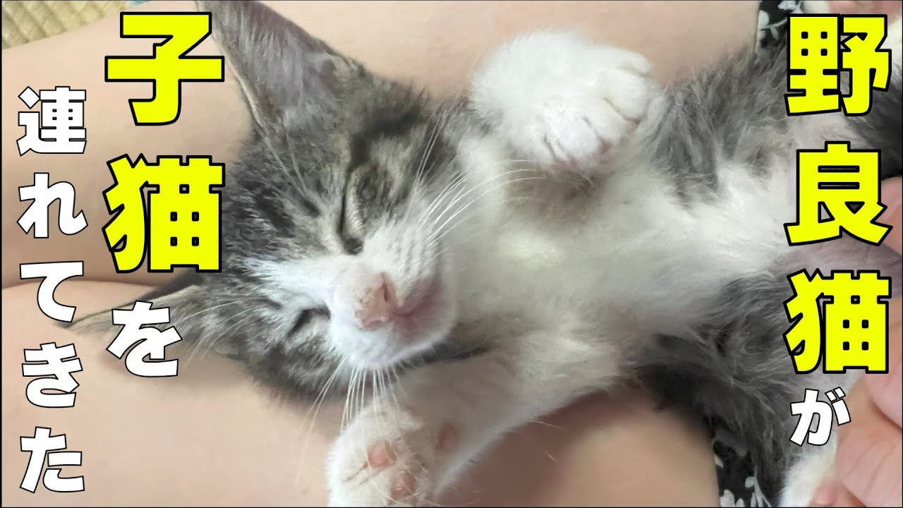 【子猫保護して下さい】野良の母猫が入学希望の子猫を2匹連れてきました（ダミちゃん）