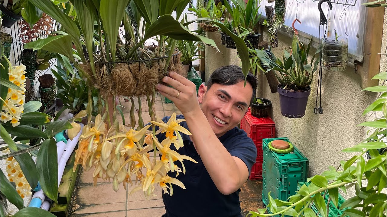 FLORACION STANHOPEA JENISCHIANA(SEGUIMIENTO)
