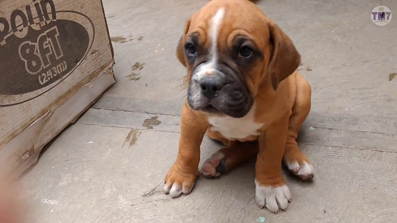 Valley bulldog (Bull-Boxer)