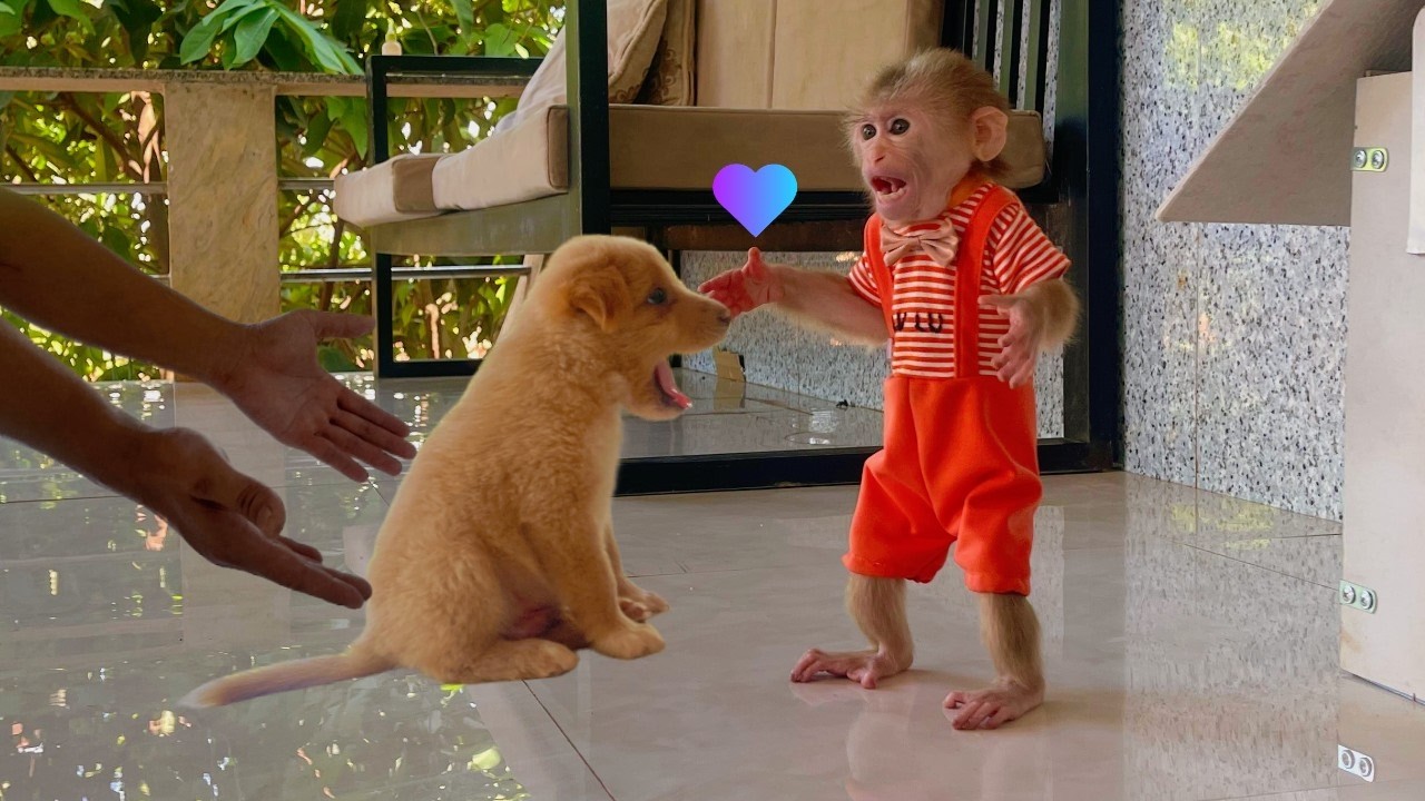 Lulu Rejoices When the Puppy Returns from the Vet, But…