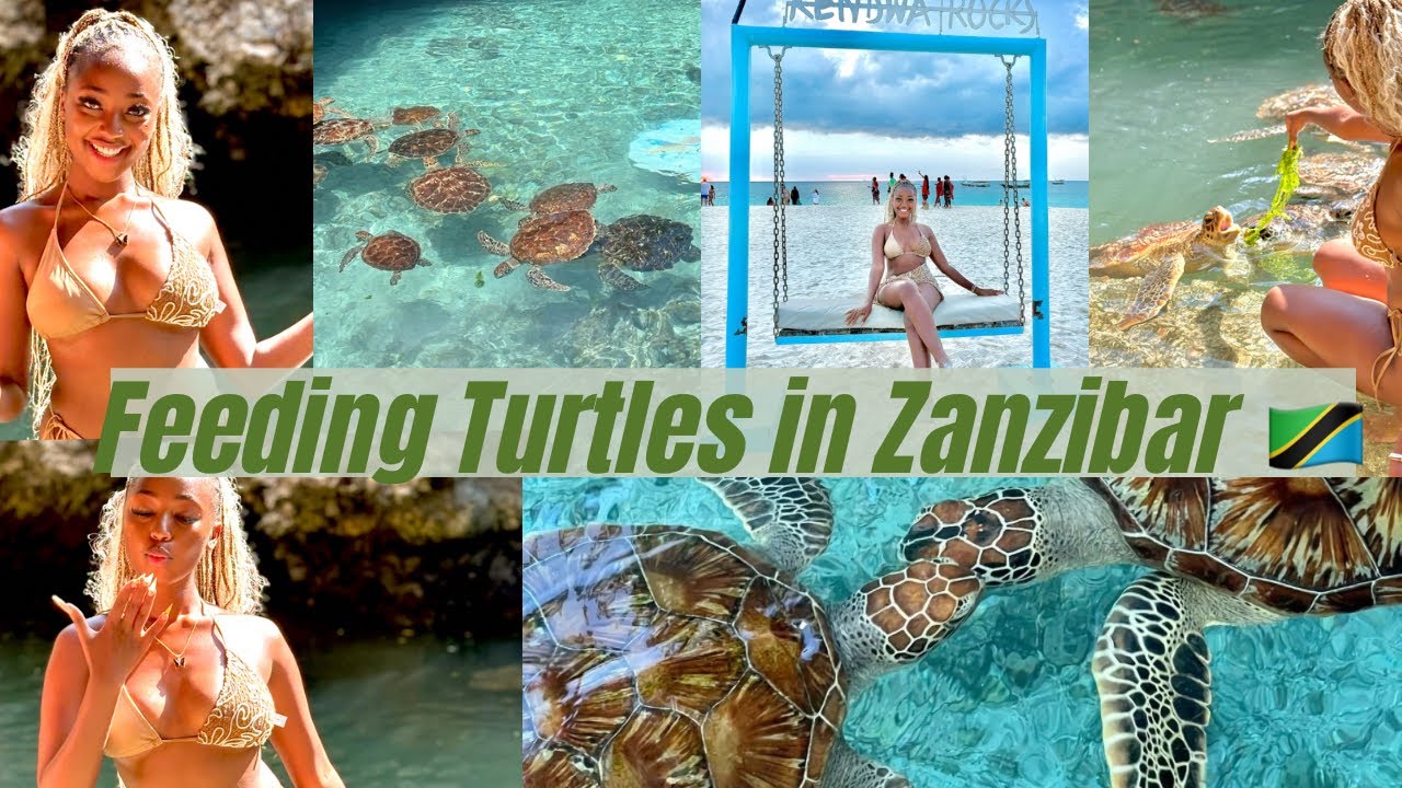 THE TURTLES BIT ME 😭//Turtles experience in Zanzibar