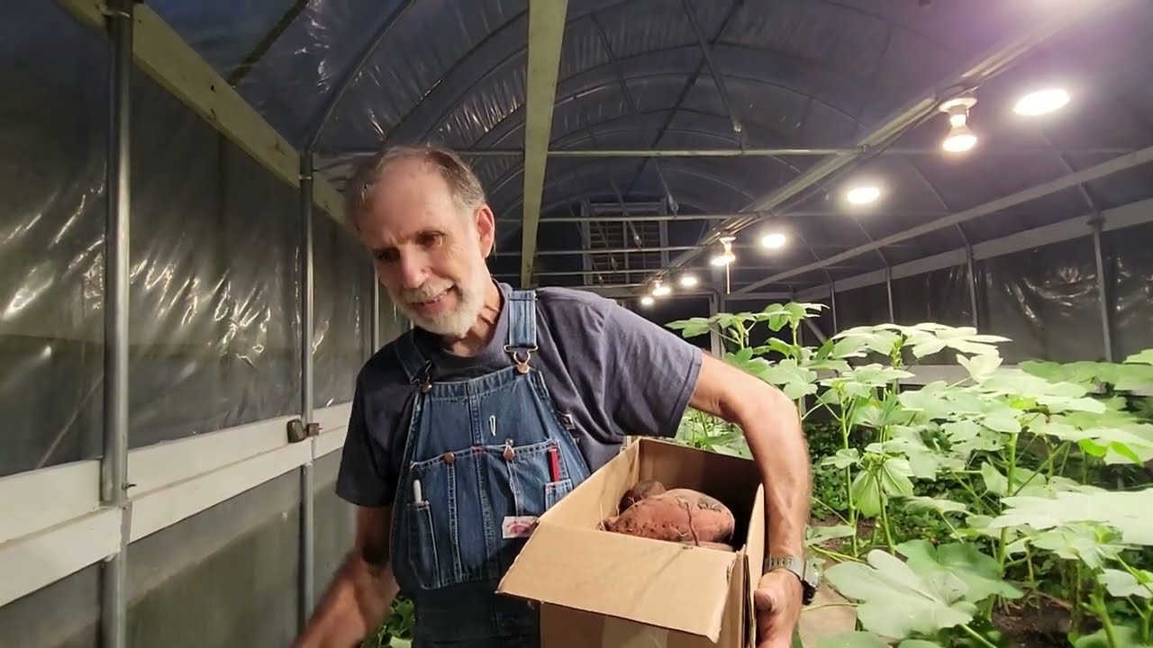 Sweet Potatoes Grown in High Tunnel